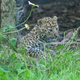 Illustration for article titled ZOMG THERE ARE BABY AMUR TIGERS AND LEOPARDS!!!